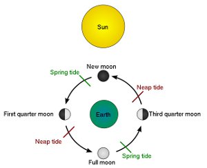 http://en.wikipedia.org/wiki/File:Tide_schematic.svg